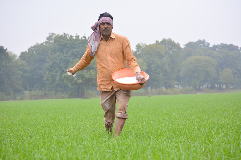 Indian farmer spreading fertilizer in the wheat field