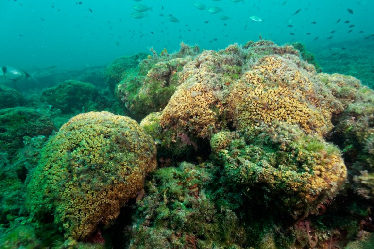 Coral reef of Cladocora caespitosa, commonly known as cushion coral, Mljet Island, Croatia