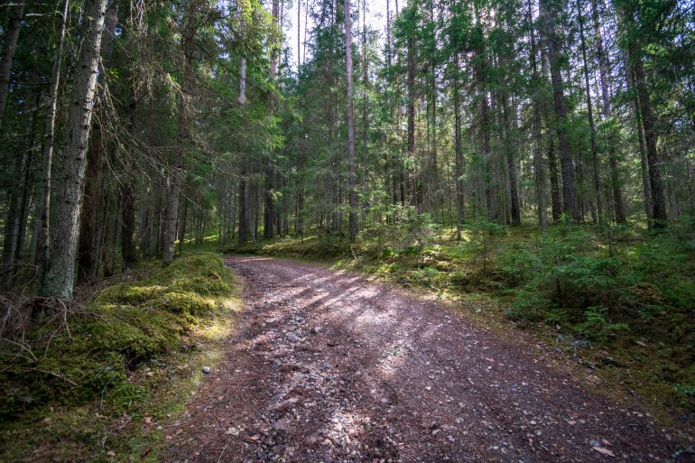 old road in forest in springtime with brown leaves and first foliage growing. sunny day