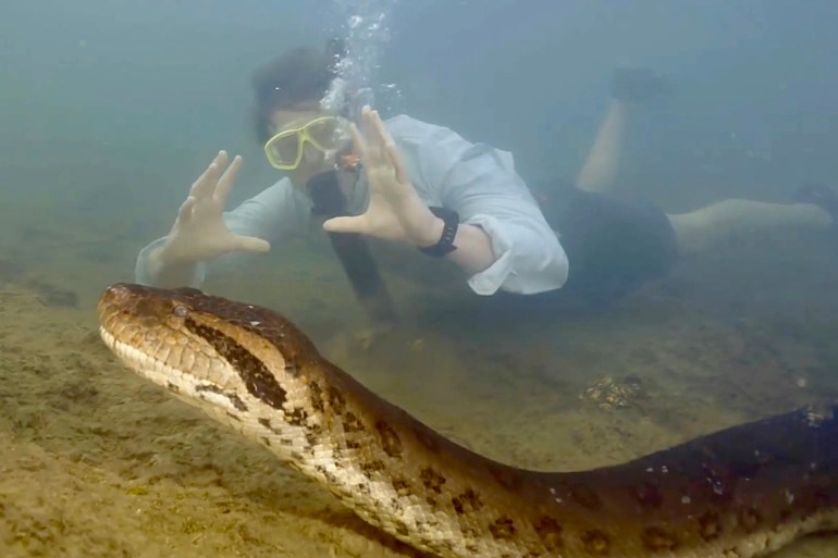 Prof Vonk was filmed swimming alongside the world's largest snakeCredit: Jam Press Vid/Studio Freek, Amst (www.thesun.co.uk)