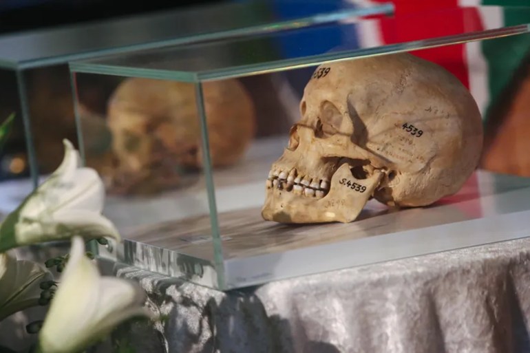 BERLIN, GERMANY - AUGUST 29: Namibian skulls from the German Empire's murderous campaign in 1904-1908 which saw the colonizers kill an estimated 60,000 Ovaherero and 10,000 Nama people after they rose up against colonial rule, considered the first genocide of the 20th century, are seen during a repatriation ceremony at the Franzoesische Friedrichstadtkirche (French Cathedral) on Gendarmenmarkt on August 29, 2018 in Berlin, Germany. In recent years European museums and institutions have had to reconcile demands for the reclaiming of relics taken from their empires during their colonial periods. German South West Africa, later to become Namibia, was a colony of the German Empire from 1884 until 1919. German is still heard in the country, and a daily newspaper in the language is still in publication. In total, Germany had colonies in what amount today to 22 countries around the world, a period in the country's history often overshadowed by its role in World War II. This is the third such repatriation of skulls from Germany to Namibia, and the latter is planning to either display or bury the bones once they are returned. Germany has yet to officially apologize for the massacre. (Photo by Adam Berry/Getty Images)