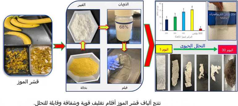 بلاستيك حيوي من قشر الموز.. فوائد بيئية واقتصادية