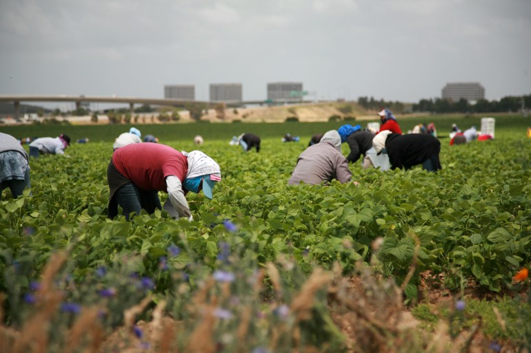 unidentified workers pick green beans in a field