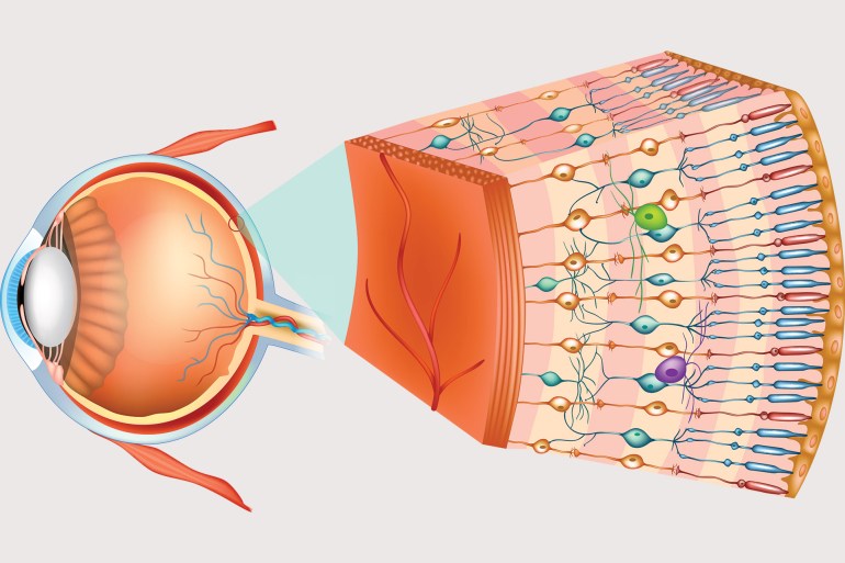 Structure of the human eye and organization of the retina. Optic part of retina.