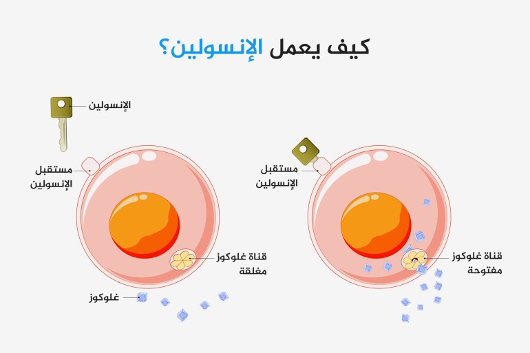 كيف يعمل الإنسولين؟