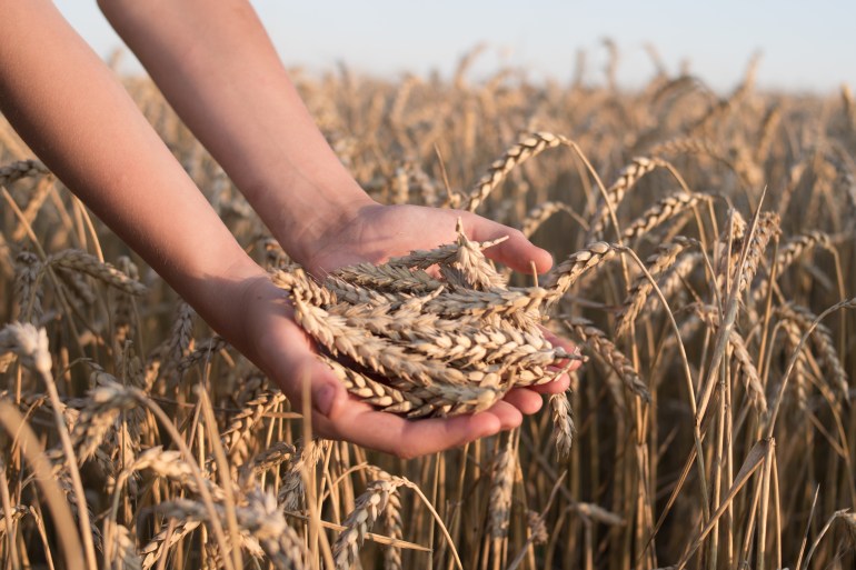 spikelets of ripe wheat in the hands