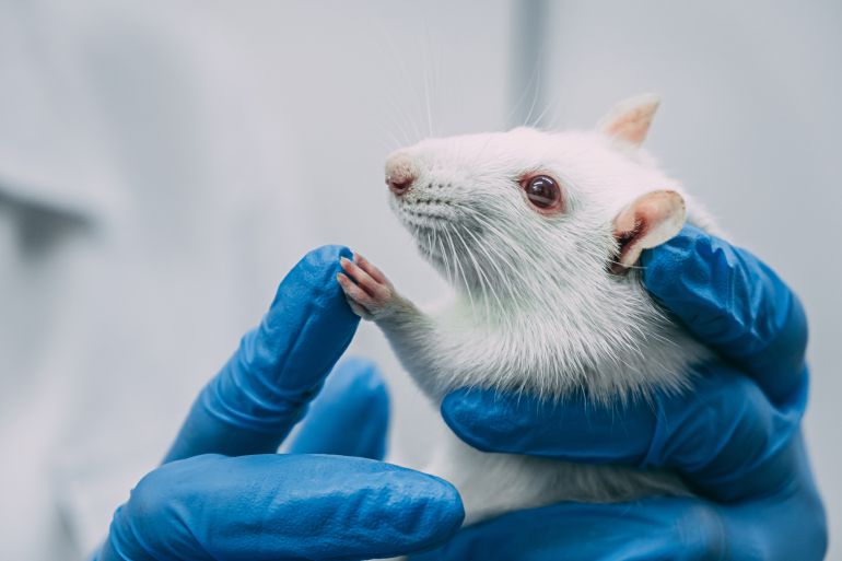 علماء يكشفون أن الفئران يمكنها أن تعد الأرقام مثل البشر