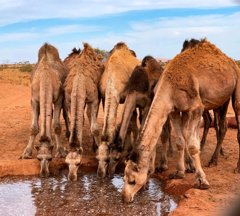 Camels Drinking on the Desert