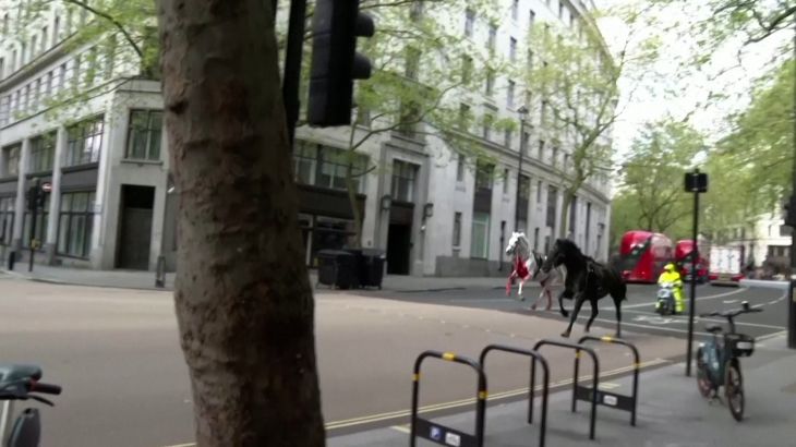 خيول فارّة من معسكر للجيش البريطاني تسبب فوضى وإصابات في وسط لندن