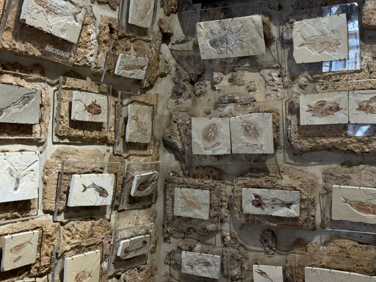 متحف للأسماك المتحجرة بجبيل اللبنانية يأخذ زواره في رحلة عبر ملايين السنين