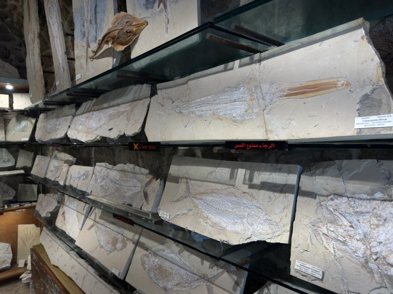 متحف للأسماك المتحجرة بجبيل اللبنانية يأخذ زواره في رحلة عبر ملايين السنين