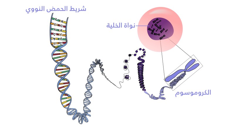 علماء يتوصلون لمعطيات جديدة لفهم أمراض القلب والأوعية الدموية علماء يتوصلون لمعطيات جديدة لفهم أمراض القلب والأوعية الدموية
