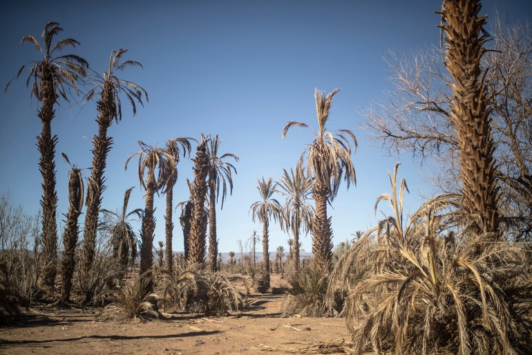 عيد بلا أضحية في المغرب.. ما علاقة ذلك بالجفاف وتغير المناخ؟