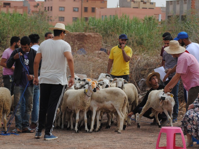 عيد بلا أضحية في المغرب.. ما علاقة ذلك بالجفاف وتغير المناخ؟