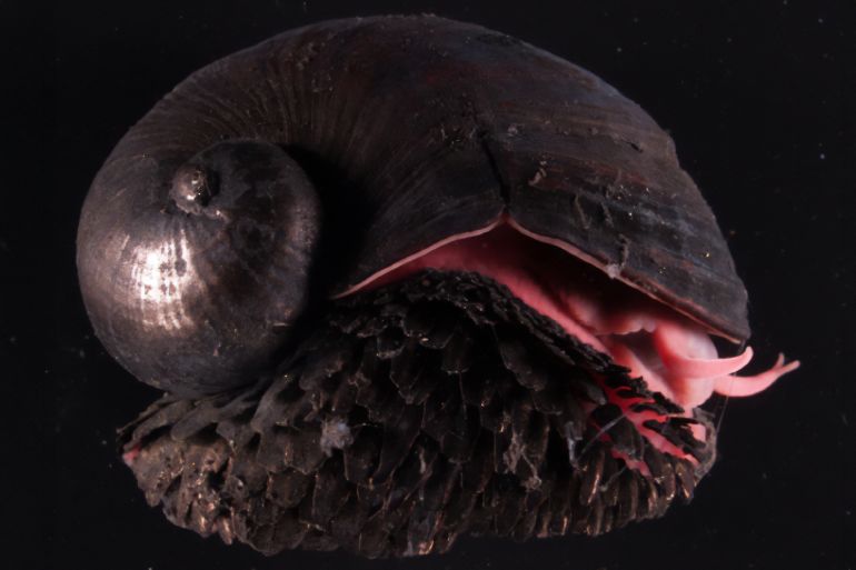 الحلزون البركاني كائن بحري "حديدي" لا يمكن تدميره upload image