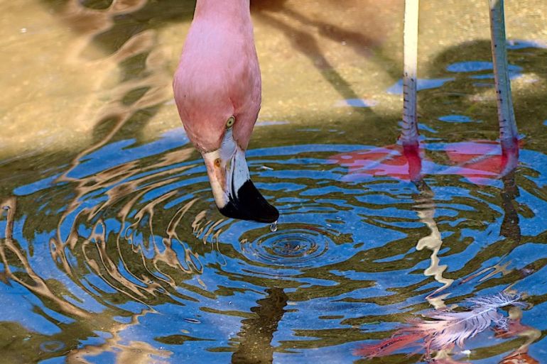 فيزيائي الطبيعة.. الفلامينغو يصنع دوامات دقيقة ليصطاد طعامه upload image