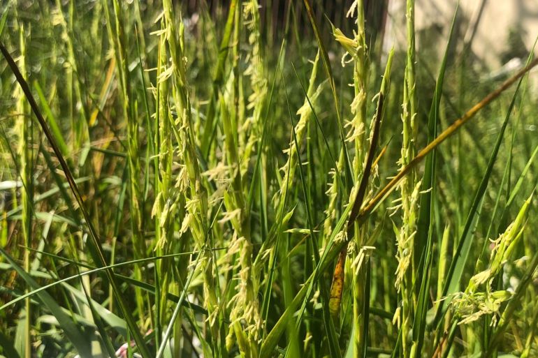 من "أرز المياه المالحة" إلى السواك.. السعودية تدجن نباتات جديدة بالصحراء upload image