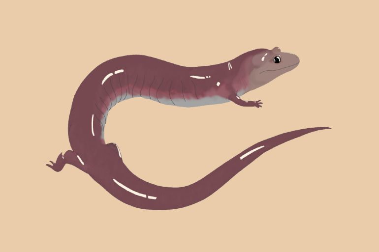 "دايناموغناثَس".. سمندل عملاق نسبيا عمره 5 ملايين سنة يحير العلماء upload image