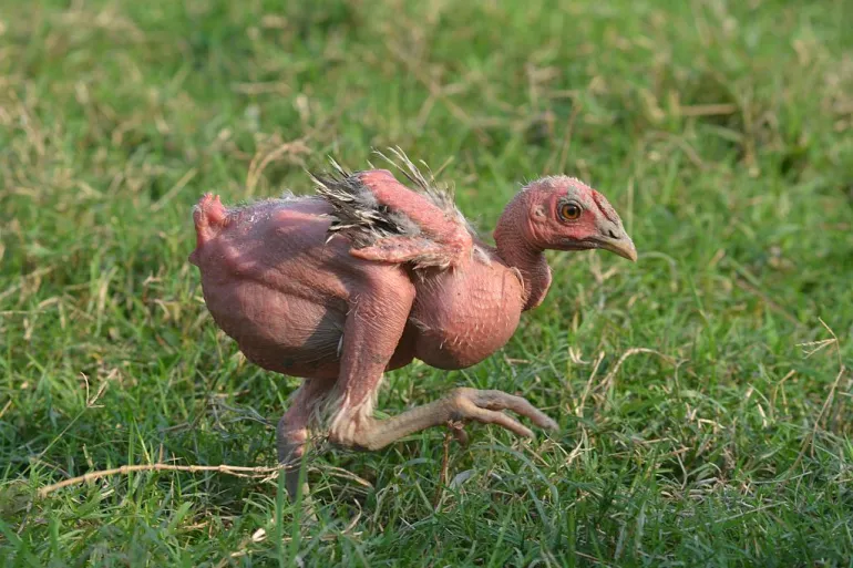 دجاج بلا ريش.. هل يواصل العلماء العبث بالجينات؟ upload image