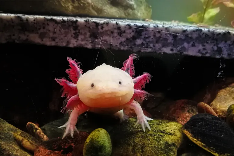 تجديد ذراع سمندل الماء