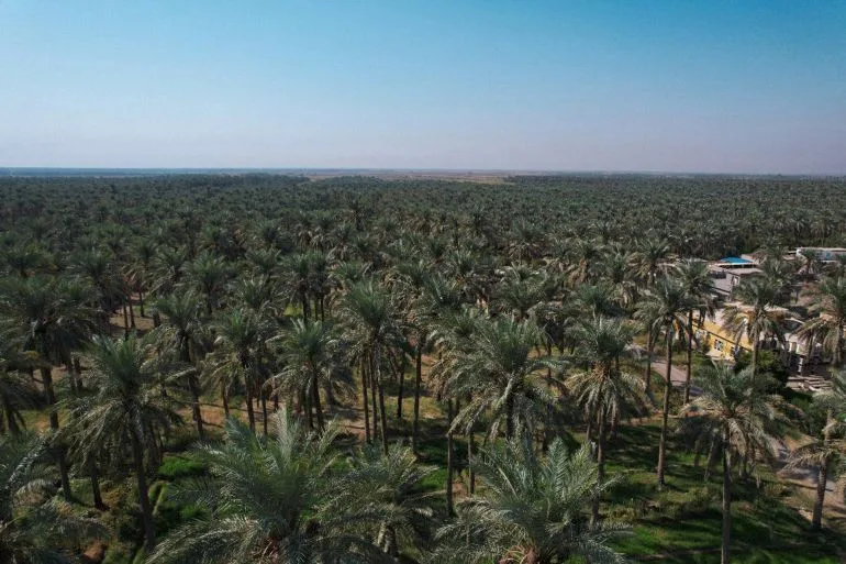 سعف النخيل والزيت المستعمل يشعلان ثورة الطاقة البديلة في العراق سعف النخيل والزيت المستعمل