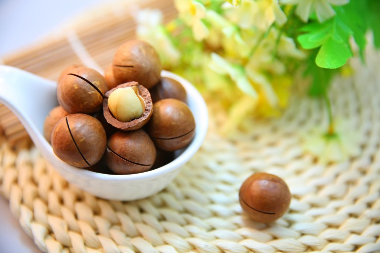 المكاديميا أكثر المكسرات المنسيّة رغم فوائدها المذهلة المكاديميا أكثر المكسرات المنسيّة رغم فوائدها المذهلة