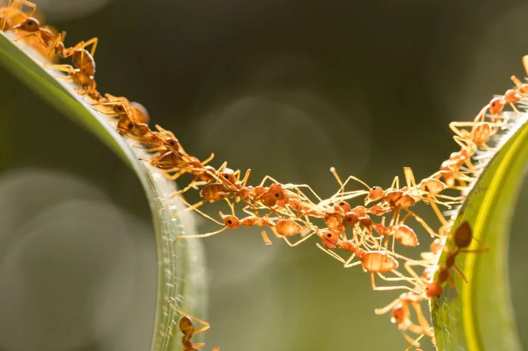 حروب النمل.. تكتيكات قتال معقدة تشبه عمليات البشر العسكرية