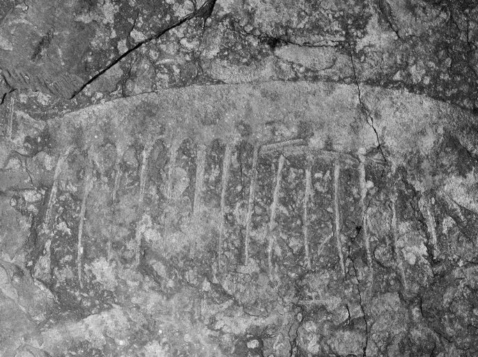 سمكة تختنق بحبار.. أول دليل أحفوري لـ"غذاء قاتل" قبل 150 مليون سنة سمكة تختنق بحبار