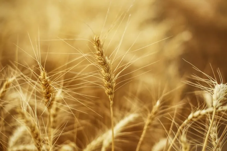 اكتشاف "جين خفي" يضاعف إنتاج القمح 3 مرات جين خفي القمح
