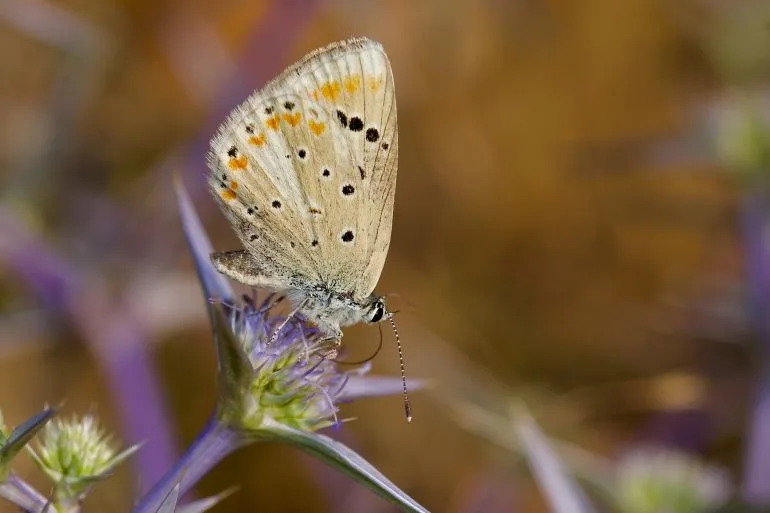 فراشة الأطلس