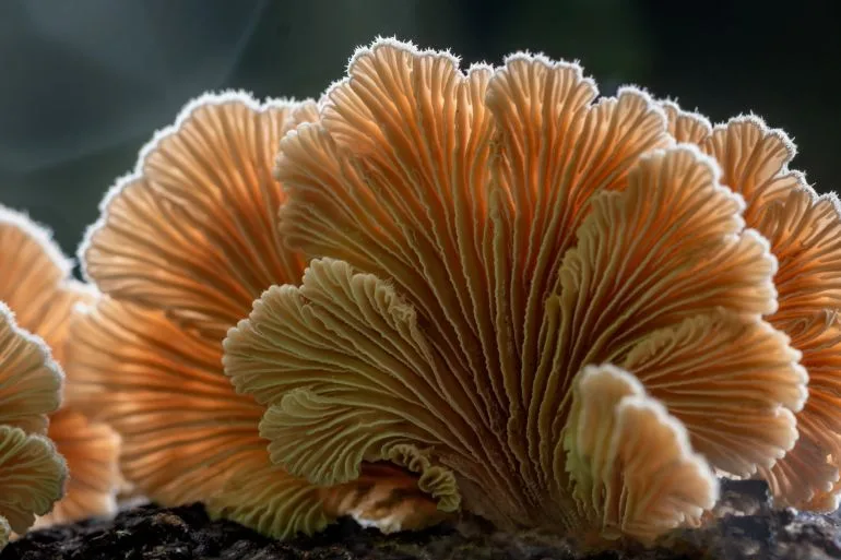 عمر الفطريات