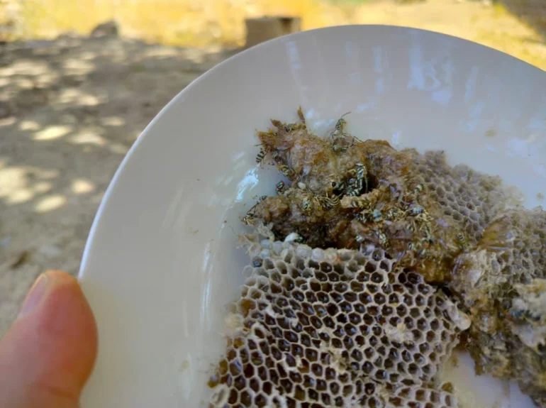 من جبال العراق.. الكيمياء تكشف القدرات العلاجية لعسل الدبابير الغامض من جبال العراق.. الكيمياء تكشف القدرات العلاجية لعسل الدبابير الغامض