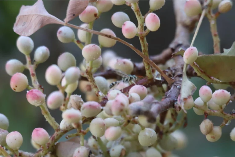 من جبال العراق.. الكيمياء تكشف القدرات العلاجية لعسل الدبابير الغامض من جبال العراق.. الكيمياء تكشف القدرات العلاجية لعسل الدبابير الغامض
