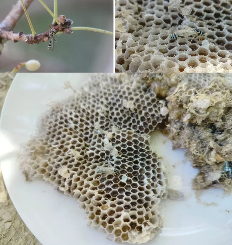 من جبال العراق.. الكيمياء تكشف القدرات العلاجية لعسل الدبابير الغامض من جبال العراق.. الكيمياء تكشف القدرات العلاجية لعسل الدبابير الغامض