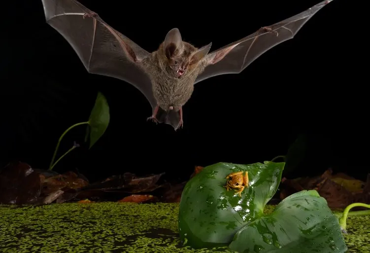 الأسد الصغير