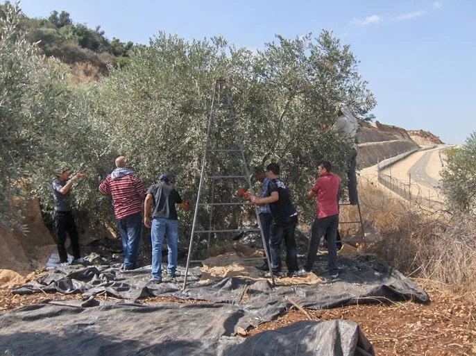 لوموند: أجانب أوقفوا خلال قطف الزيتون ينددون بإستراتيجية ترهيب إسرائيلية لوموند: أجانب أوقفوا خلال قطف الزيتون