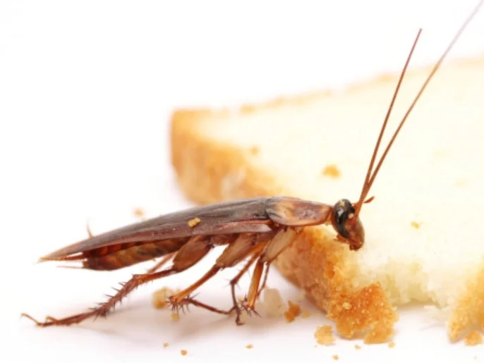 الكيمياء تكشف أن الصراصير أخطر على منزلك مما تظن
