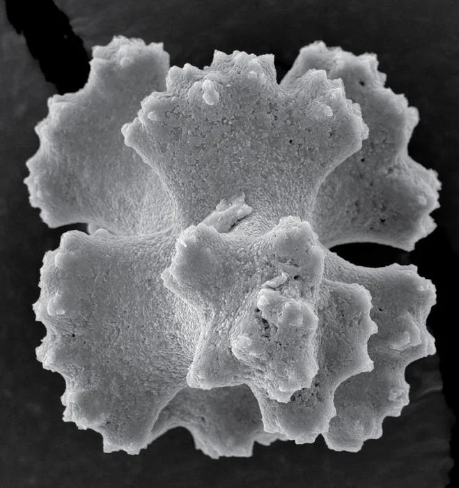 الشعاب المرجانية تلهم العلماء لتصميم أدوات جراحية مرنة ودقيقة