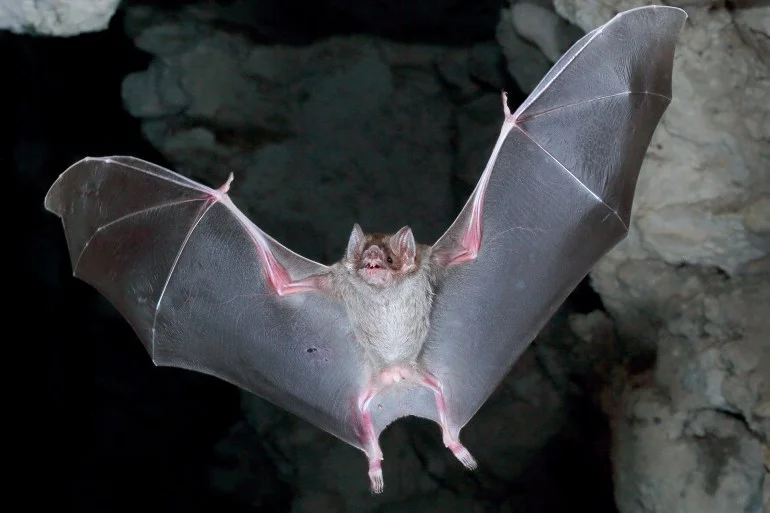 معجزة التصميم.. الخفافيش تتعايش مع المرض دون أن تمرض