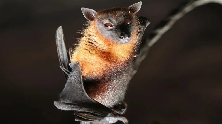 معجزة التصميم.. الخفافيش تتعايش مع المرض دون أن تمرض