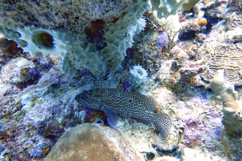 سمكة تقطع مسافة دولة كاملة في هجرة لم تُسجل من قبل