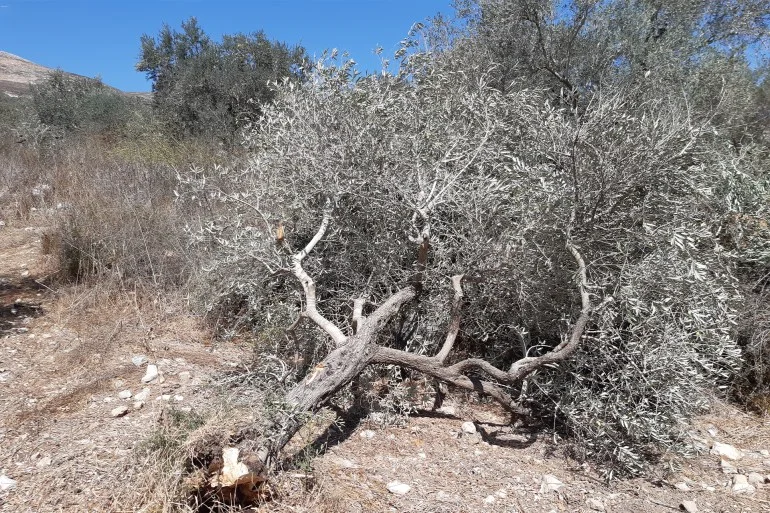 لوموند: أجانب أوقفوا خلال قطف الزيتون ينددون بإستراتيجية ترهيب إسرائيلية