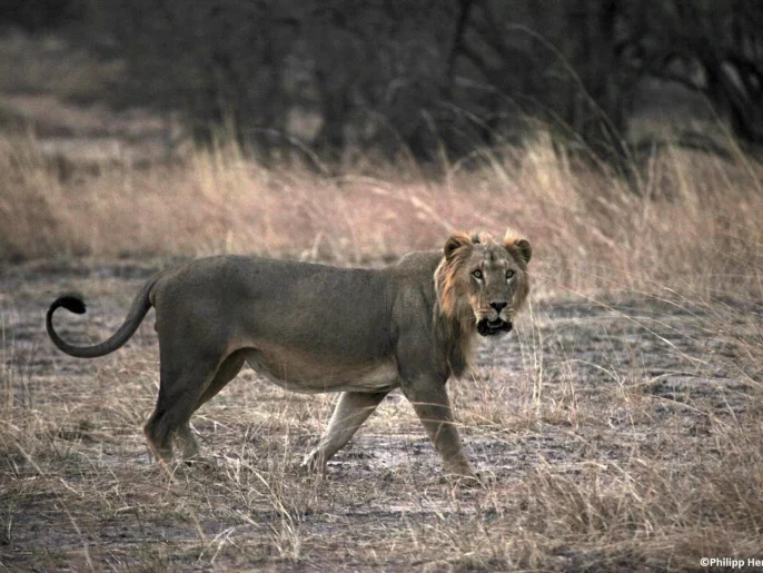 الذكاء الاصطناعي يكشف سرا خفيا في لغة الأسود A lion is pictured in Benin�s Pendjari National Park in this undated handout picture. West Africa's lions, which once prowled across the region in their tens of thousands, are close to extinction as farmland eats up their ancient habitats and human hunters kill the animals they feed on, a study has shown. Just around 400 of the animals were thought to have survived across 17 countries, according to the paper published in scientific journal PLOS ONE. To match LIONS-WESTAFRICA/ REUTERS/Philipp Henschel/Handout via Reuters (BENIN - Tags: ANIMALS) ATTENTION EDITORS - THIS IMAGE WAS PROVIDED BY A THIRD PARTY. FOR EDITORIAL USE ONLY. NOT FOR SALE FOR MARKETING OR ADVERTISING CAMPAIGNS. NO SALES. NO ARCHIVES. THIS PICTURE IS DISTRIBUTED EXACTLY AS RECEIVED BY REUTERS, AS A SERVICE TO CLIENTS. WATERMARK ADDED AT SOURCE
