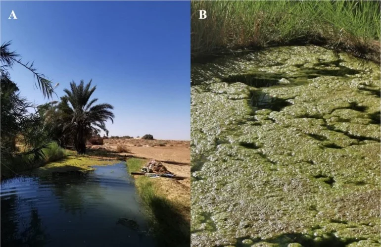 "حرير الماء" في صحراء الجزائر.. سلاح كيميائي مرشح لهزيمة السرطان منطقة أخذ العينات في واحة بني عباس في ولاية بشار جنوب غرب الجزائر، حيث تظهر الكتلة الحيوية لطحالب سبيروجيرا (الفريق البحثي)