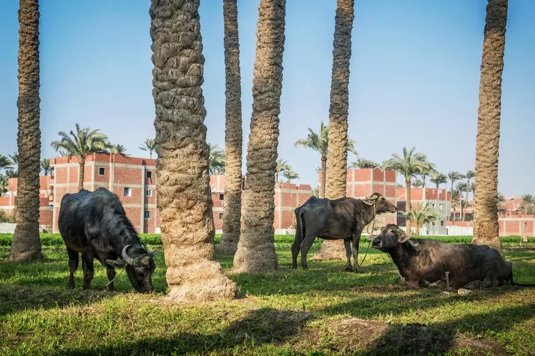 لا شرم الشيخ أو الساحل.. إليكم أفضل القرى السياحية المصرية القرى السياحية المصرية