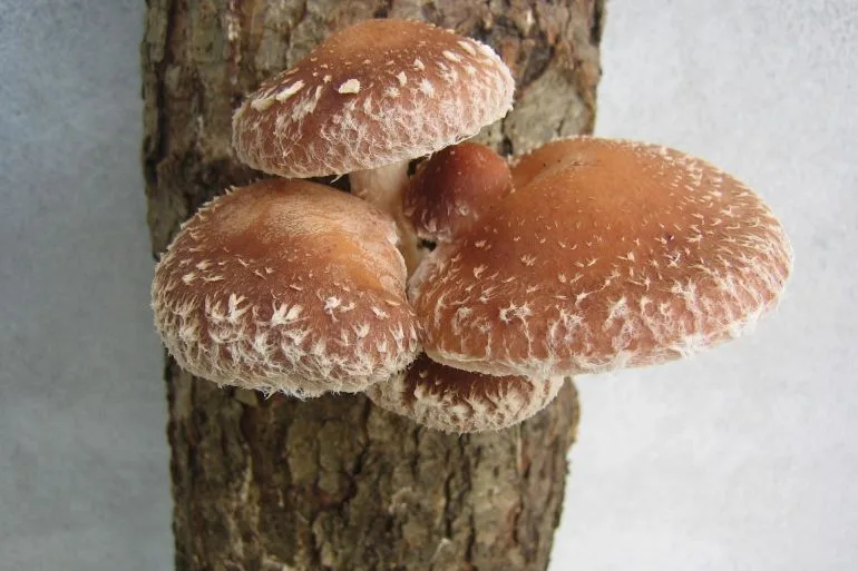 فطر شيتاكيه الآسيوي