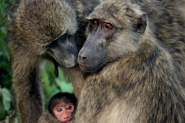 مثل البشر.. قردة البابون الغينية توزع اللحم بحسب الطبقات الاجتماعية Baboon family loving their baby in okavango delta, botswana