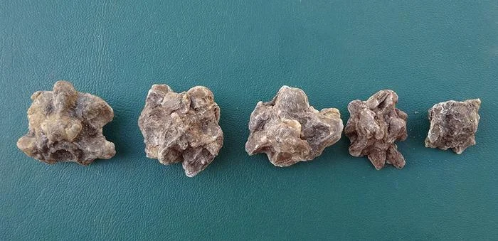 الفقرات التي وجدها العلماء (جامعة كامبردج)