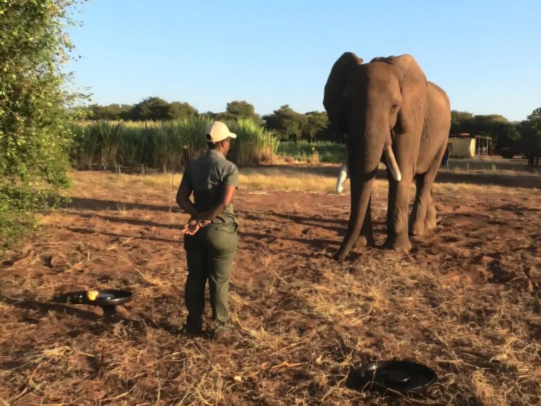 في بوتسوانا.. طريقة جديدة لحل الخلاف بين البشر والفيلة